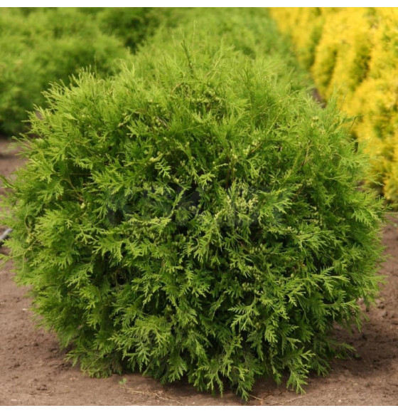 Туя западная Woodwardii горшок С1.5