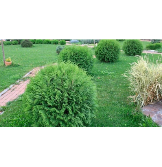 Туя западная Woodwardii горшок С1.5