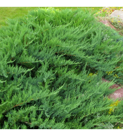 Можжевельник казацкий Tamariscifolia С5, 50-70 см