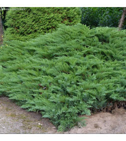 Можжевельник казацкий Tamariscifolia С5, 50-70 см