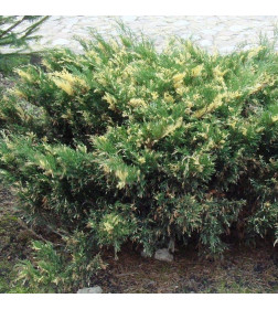 Можжевельник казацкий Variegata C5, 50-70 см