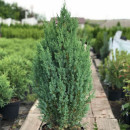 Можжевельник китайский Stricta р9, 20-30 см