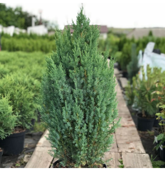 Можжевельник китайский Stricta р9, 20-30 см