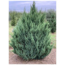 Можжевельник китайский Stricta р9, 20-30 см