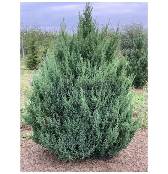 Можжевельник китайский Stricta р9, 20-30 см