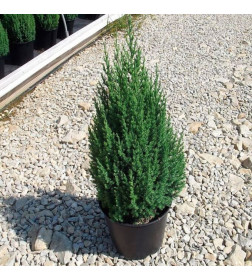 Можжевельник китайский Stricta р9, 20-30 см