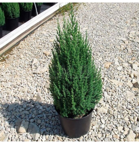Можжевельник китайский Stricta р9, 20-30 см