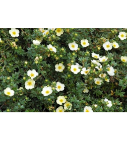 Лапчатка Mount Everest С1,5 25-40 см