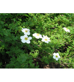 Лапчатка Mount Everest С1,5 25-40 см