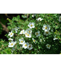 Лапчатка Mount Everest С1,5 25-40 см