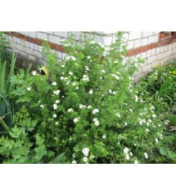 Лапчатка Mount Everest С1,5 25-40 см