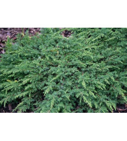 Можжевельник обыкновенный Green Carpet горшок Co 2 Debskie P