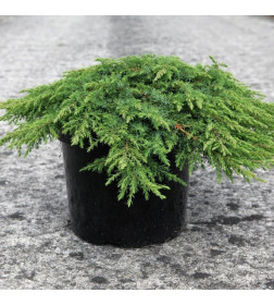 Можжевельник обыкновенный Green Carpet горшок Co 2 Debskie P