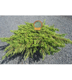 Можжевельник обыкновенный Green Carpet горшок Co 2 Debskie P