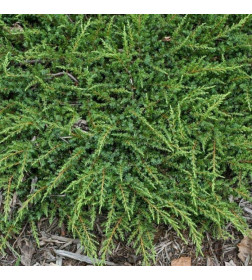 Можжевельник обыкновенный Green Carpet горшок Co 2 Debskie P