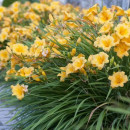 Лилейник стелла р9 10-20 см