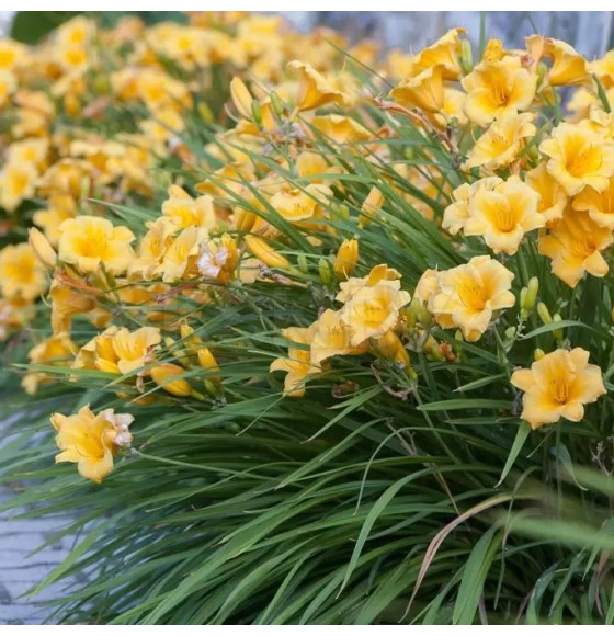 Лилейник стелла р9 10-20 см