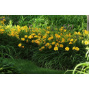 Лилейник стелла р9 10-20 см