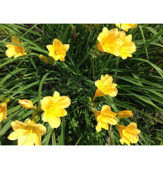 Лилейник стелла р9 10-20 см