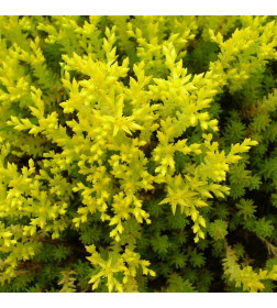 Очиток едкий С3, 30-50 см