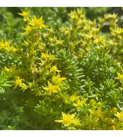 Очиток едкий С3, 30-50 см