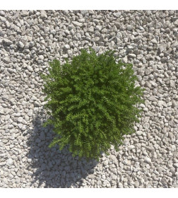 Очиток едкий С3, 30-50 см