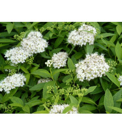 Спирея японская Albiflora p9 30-40 см