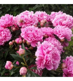 Пион Pink С1-2
