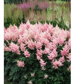 Астильба Peach Blossom (x1) р.2/3