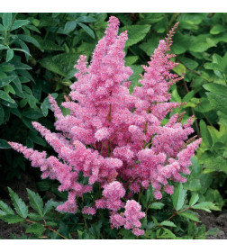 Астильба Pink (x1)