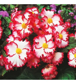 Бегония Crispa White/Red (x2)