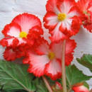 Бегония Crispa White/Red (x2)