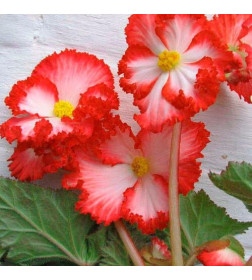 Бегония Crispa White/Red (x2)