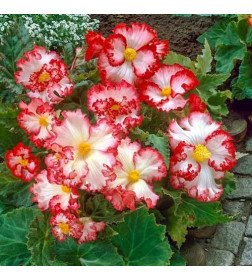 Бегония Crispa White/Red (x2)
