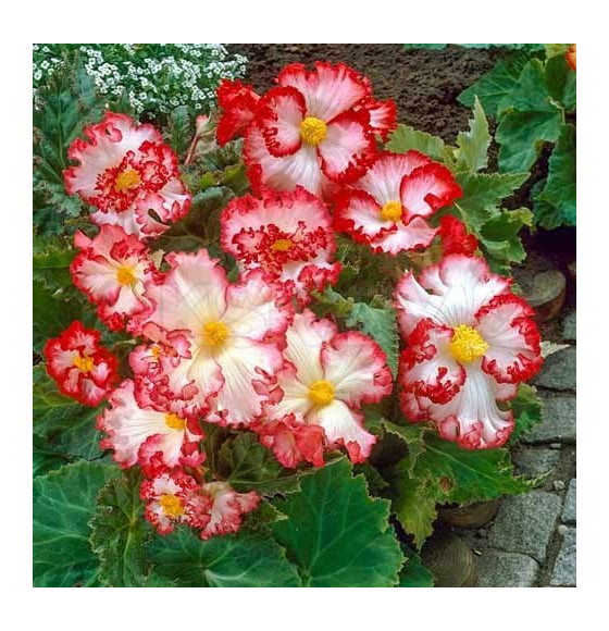 Бегония Crispa White/Red (x2)