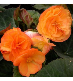 Бегония Double Orange (x2)