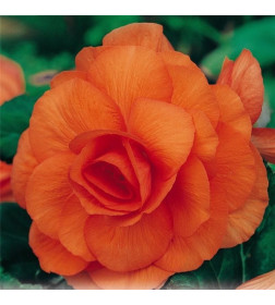Бегония Double Orange (x2)