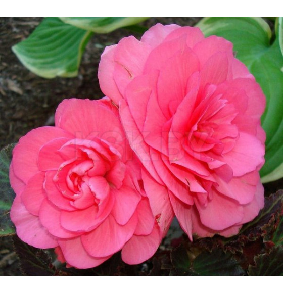 Бегония Double Pink (x2)
