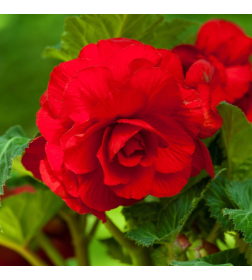 Бегония Double Red (x2)