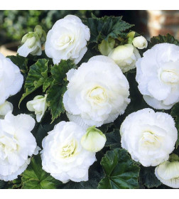 Бегония Double White (x2)
