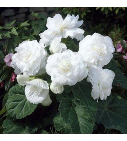 Бегония Double White (x2)