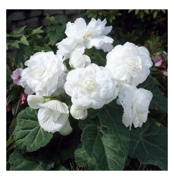 Бегония Double White (x2)