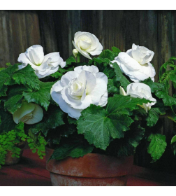 Бегония Double White (x2)