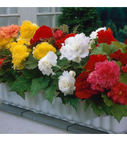 Бегония Fimbriata Mixed (x3)