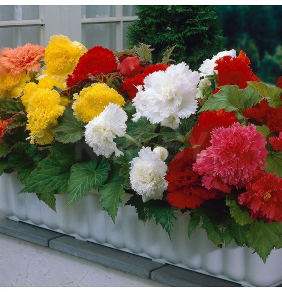 Бегония Fimbriata Mixed (x3) р.4-5