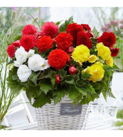 Бегония Fimbriata Mixed (x3)