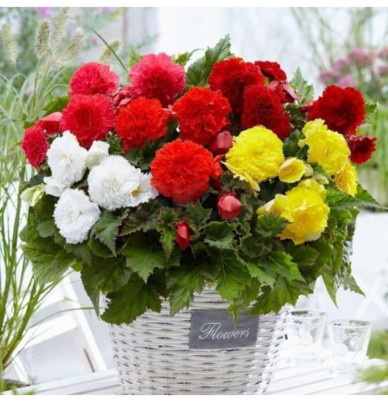 Бегония Fimbriata Mixed (x3) р.4-5