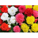Бегония Fimbriata Mixed (x3) р.4-5