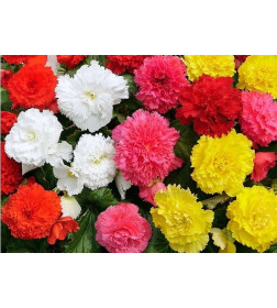 Бегония Fimbriata Mixed (x3)