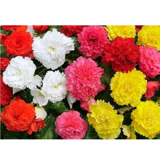 Бегония Fimbriata Mixed (x3) р.4-5